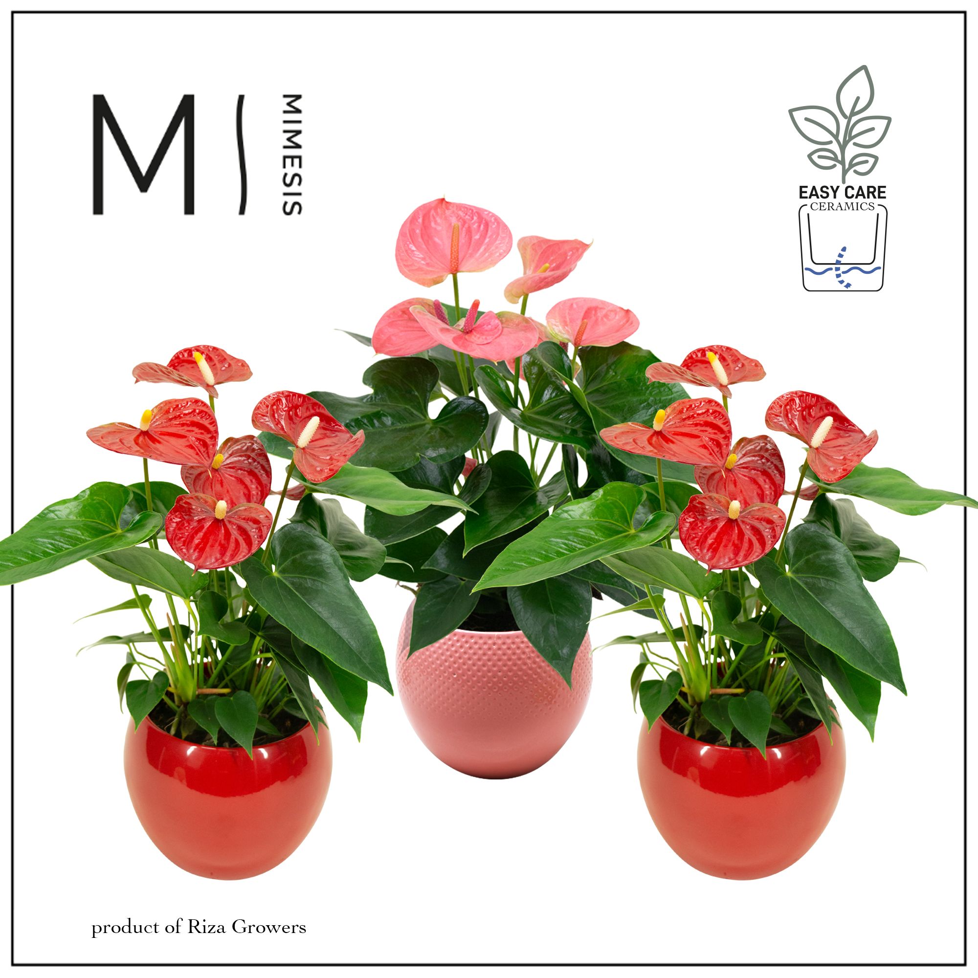 Mimesis Anthurium KARMA Red & Pink - Lisa Red & Pink, D 12