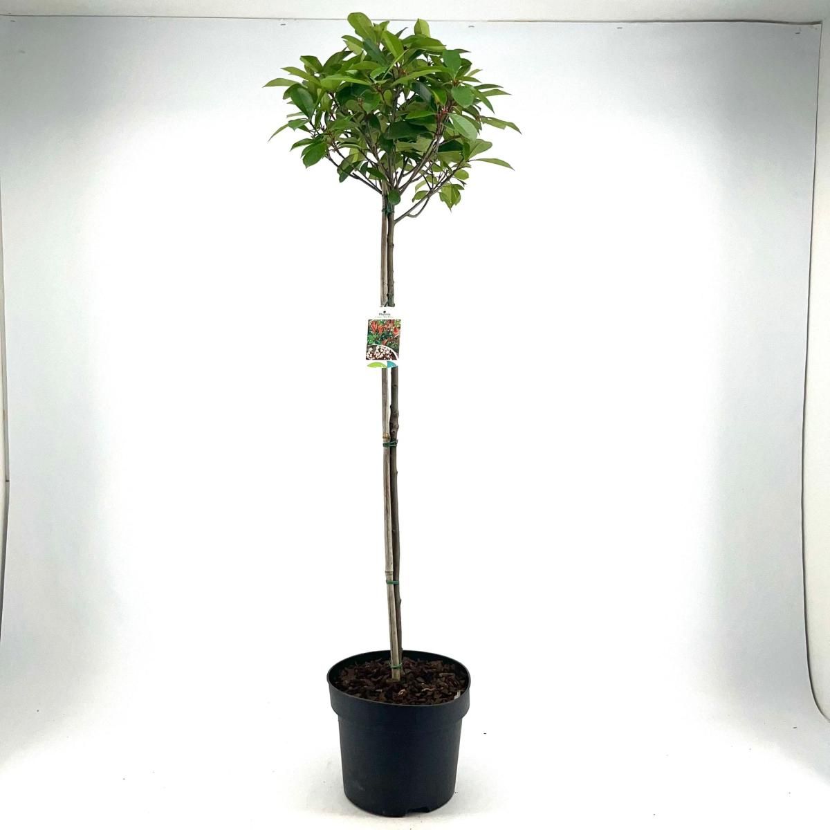 Photinia fraseri 'Red Robin', bol, D 28