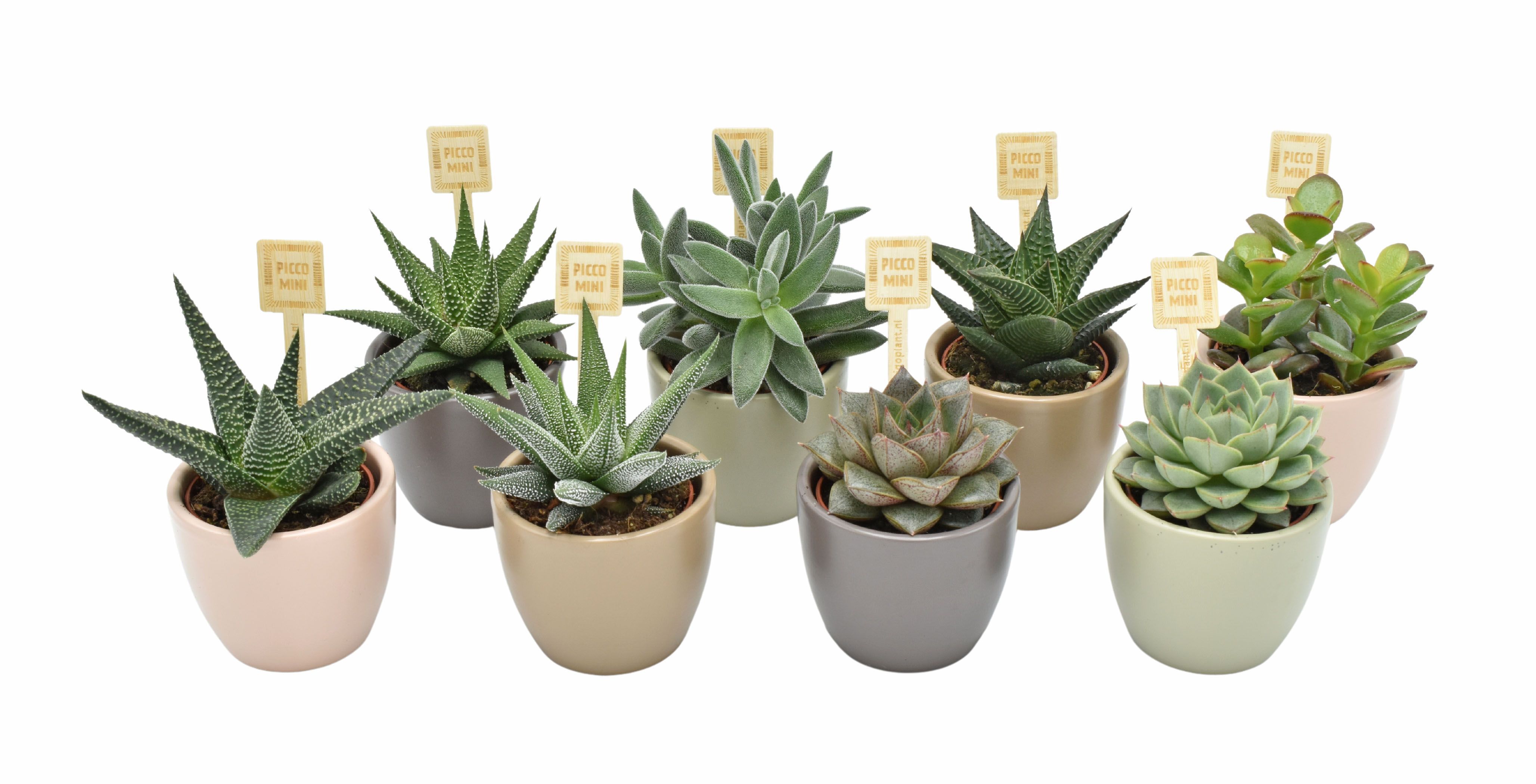 PICCOMINI® in Dana Amigo mix ceramics, D 7