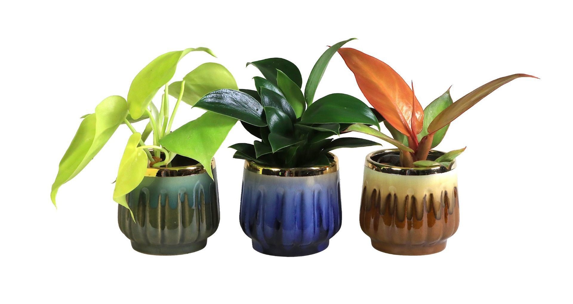 L 65619 with Philodendron Mix 6 cm, D 6