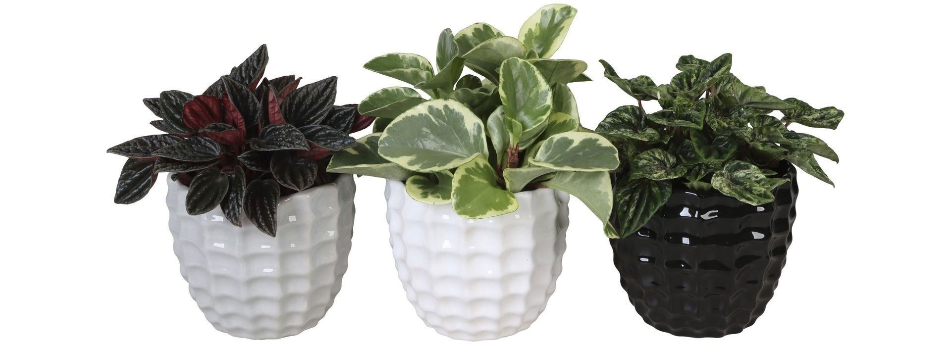 L 65439 with Peperomia Mix 12 cm, D 12