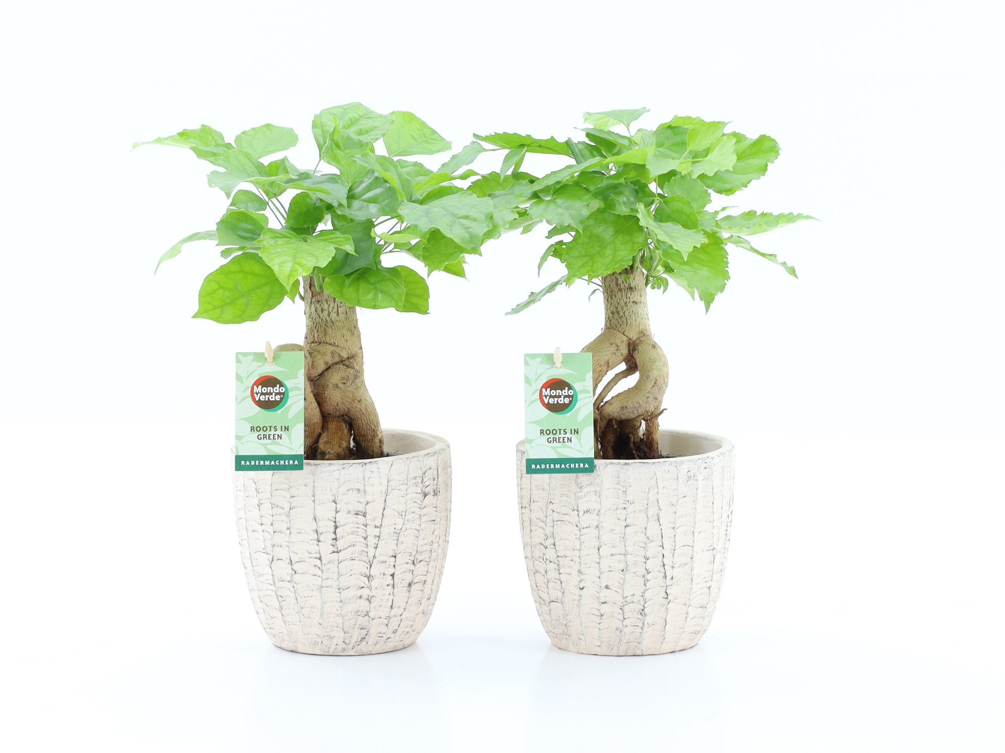 Radermachera Bonsai in Sculpture keramiek, D 13