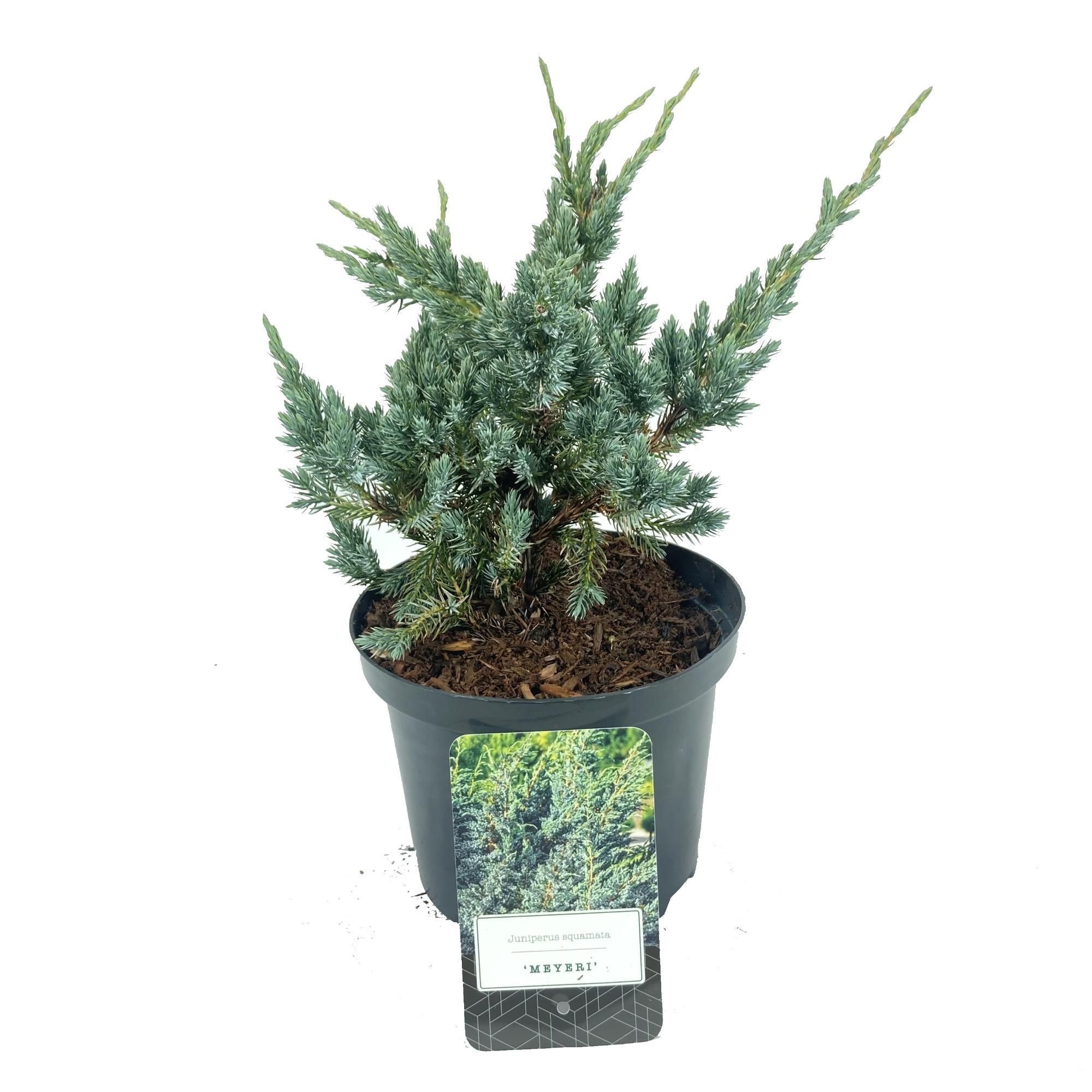 Juniperus squamata 'Meyeri', D 18