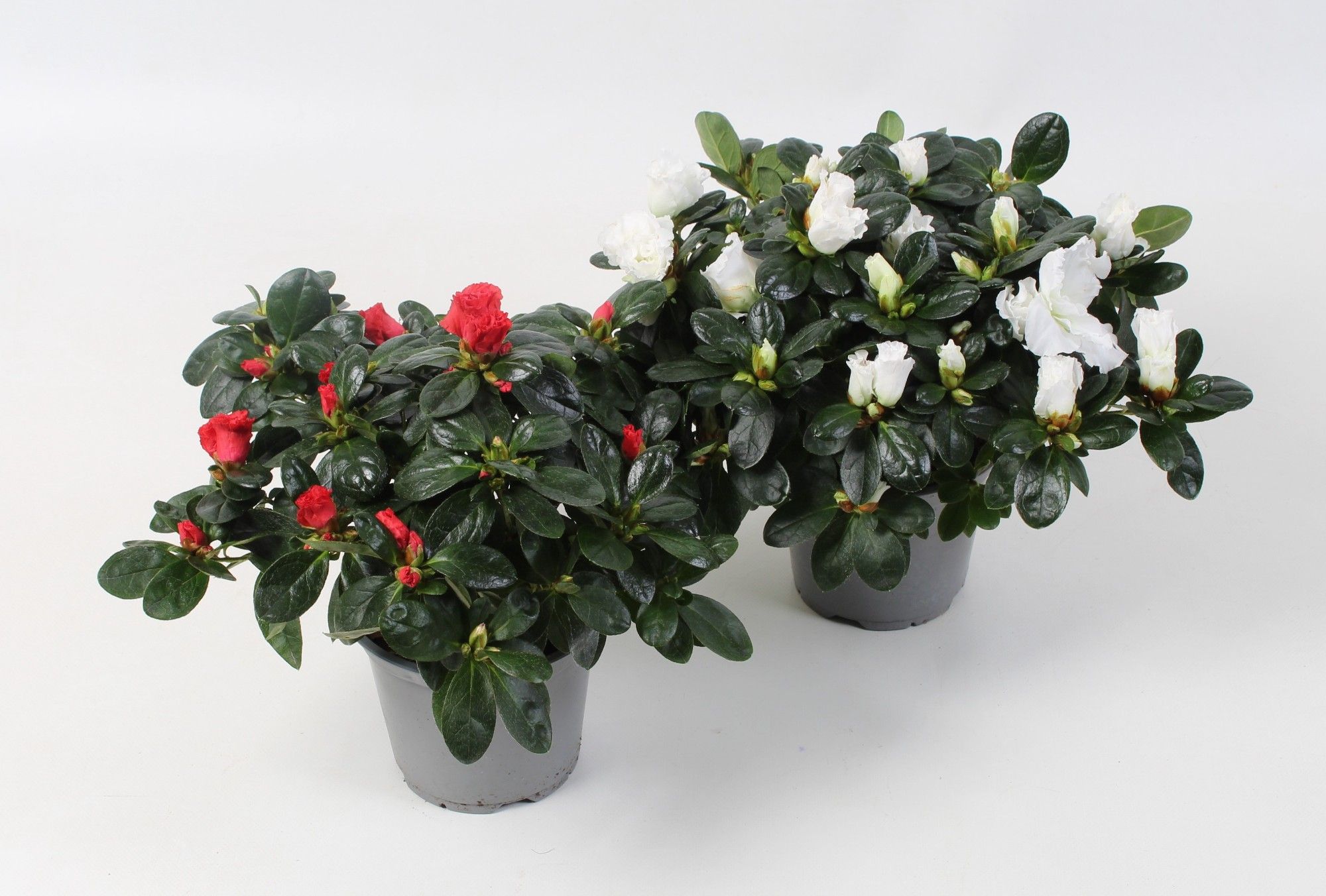 Azalea Wit/Rood DIA 25+ CM, D 12,5