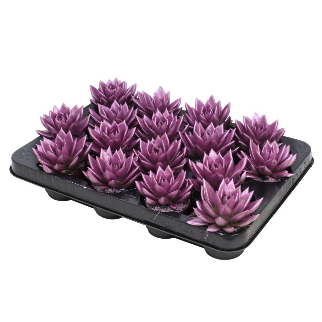 Miranda coloured metallic pink, D 6