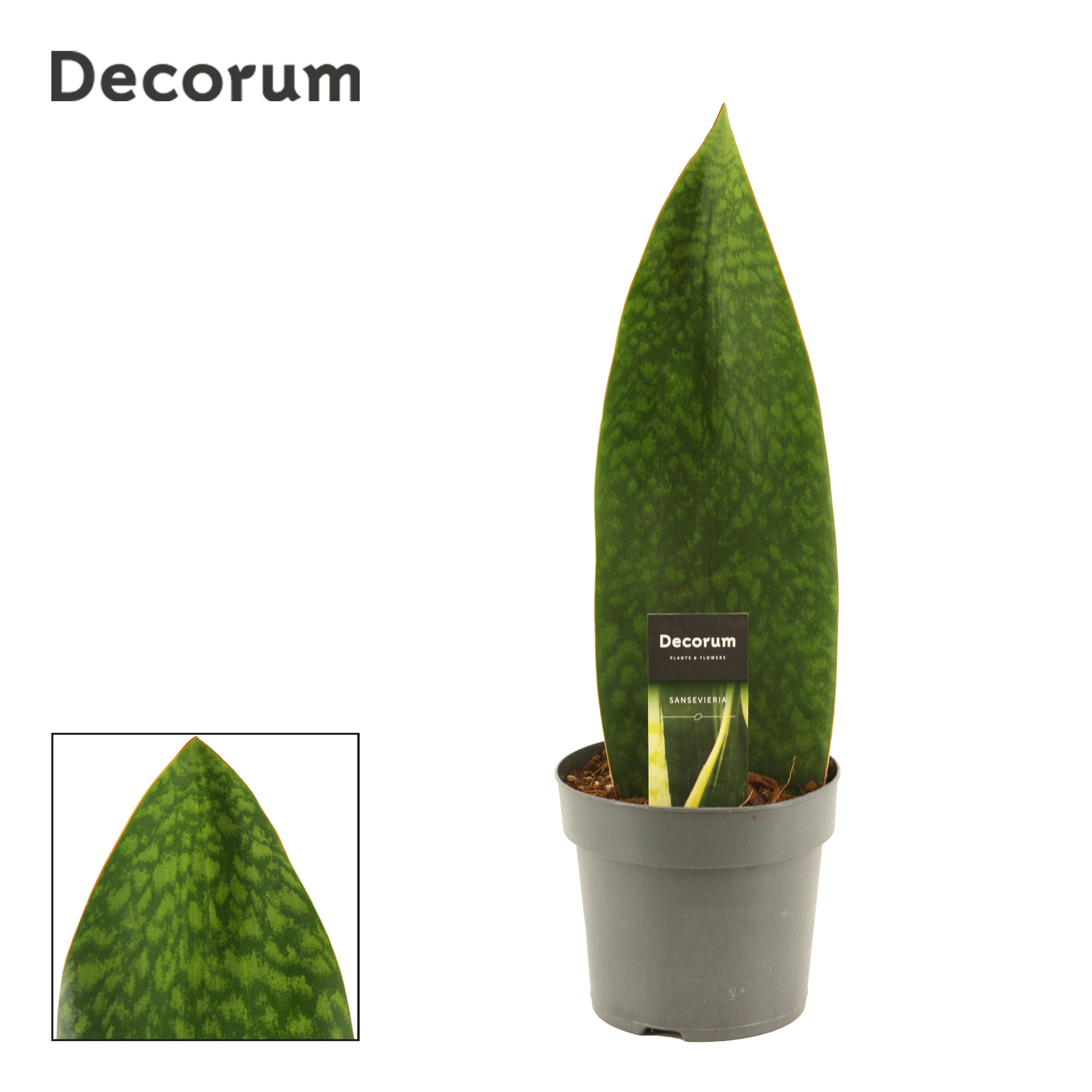 Sansevieria Masoniana 14 cm Green (Decorum), D 14