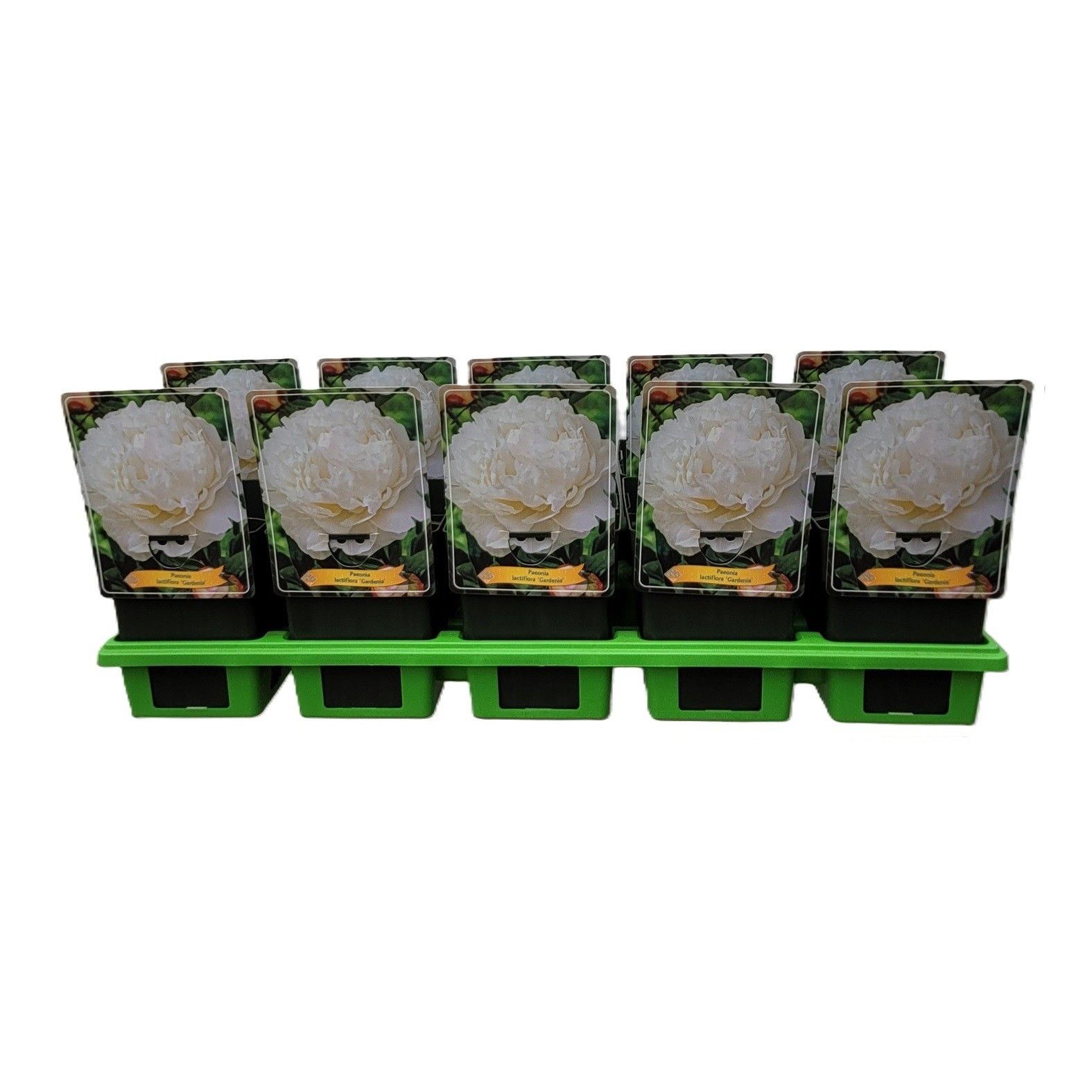Paeonia Lactiflora 'Gardenia' P11, D 11