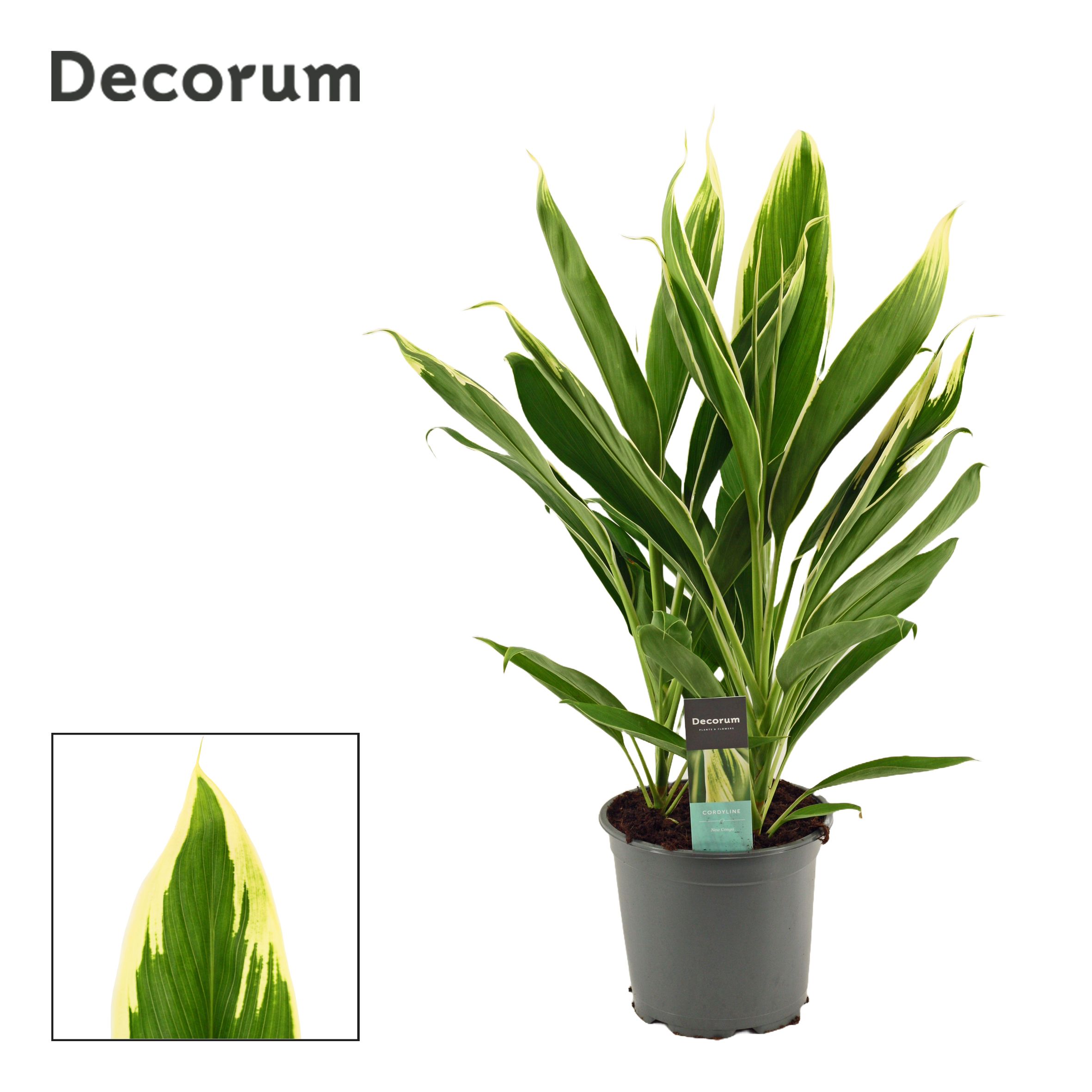 Cordyline New Conga Toef 19 cm (Decorum), D 19