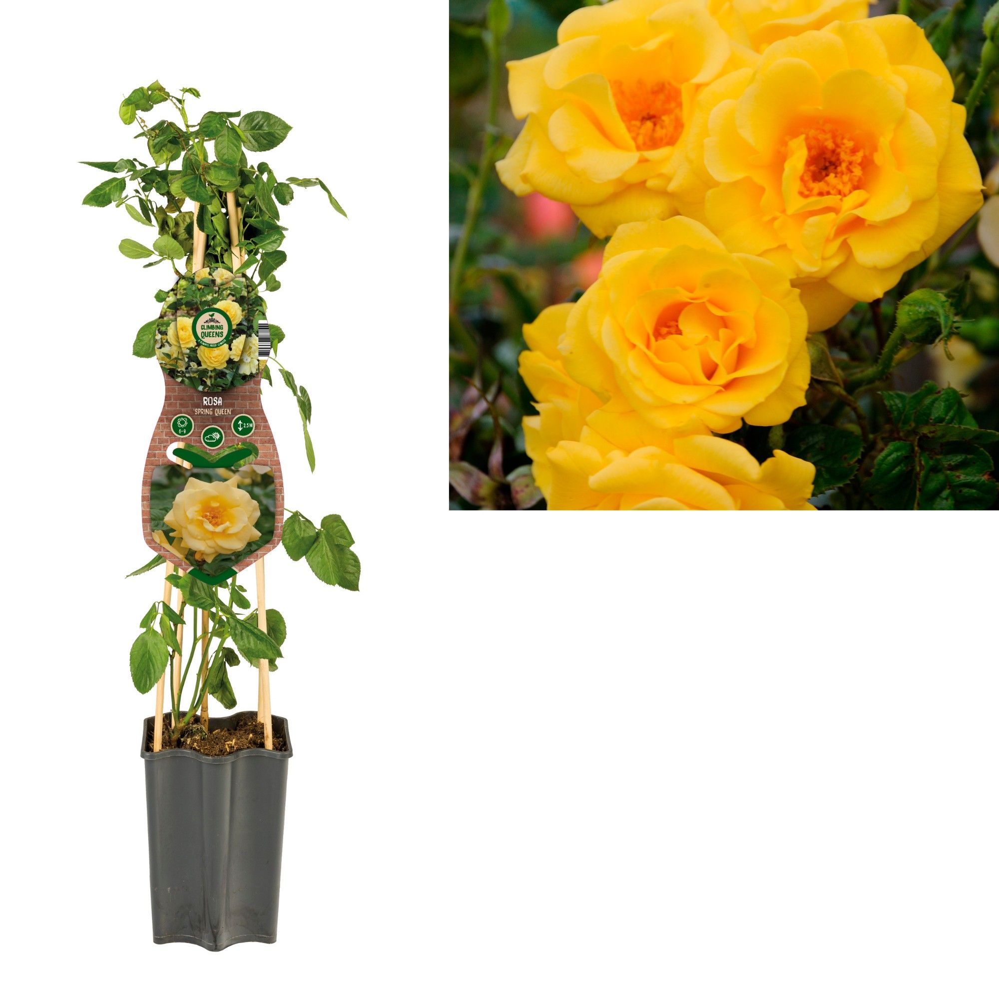 Rosa 'Spring Queen' +3.0 label, D 15