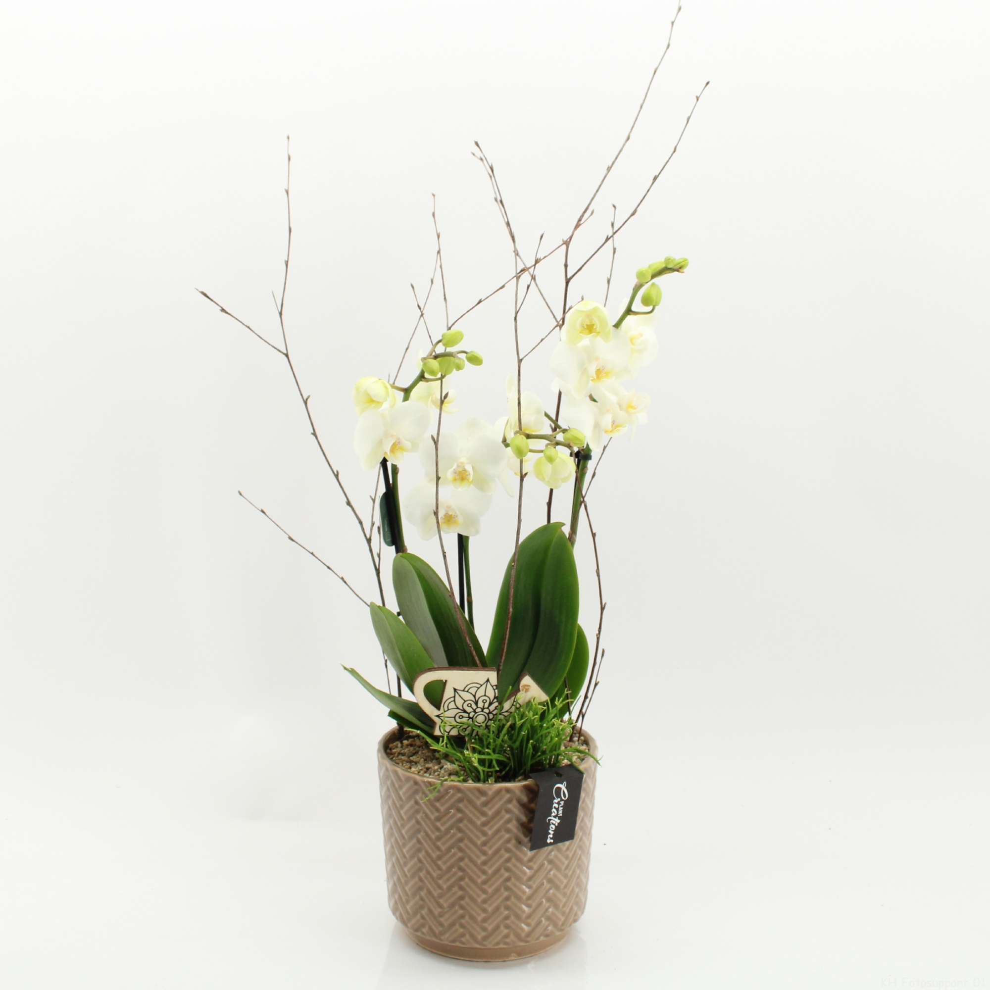 PHAL-2621W Phalaenopsis creatie, D 16