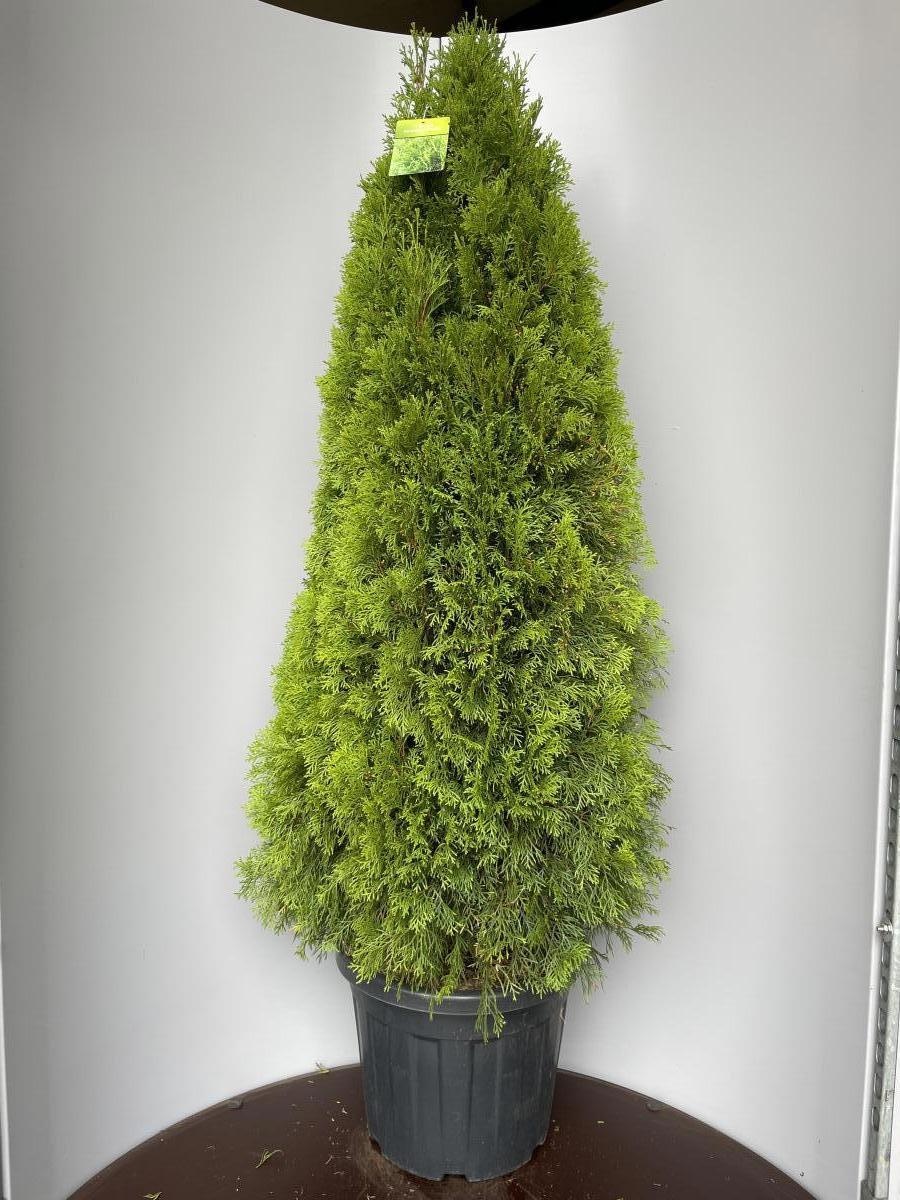 Thuja occ. 'Smaragd', D 40