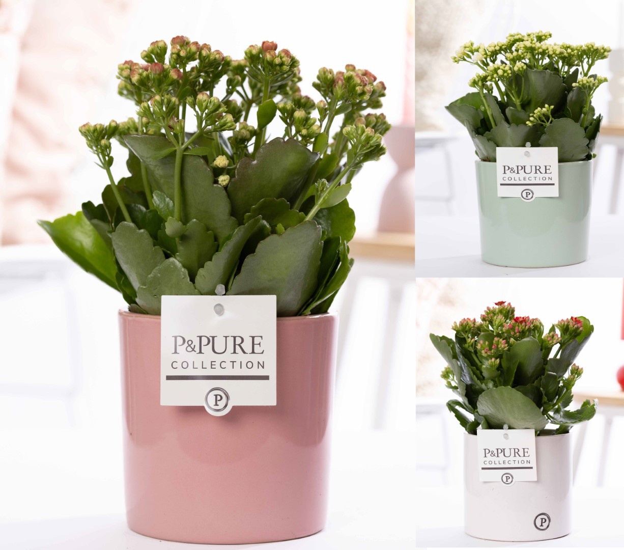 Kalanchoe mix in P&PURE Essential ceramics ass.3, D 12