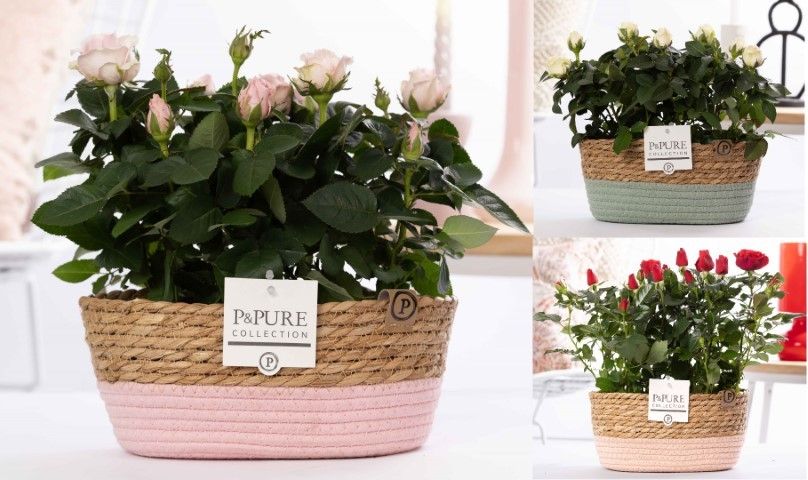 2x Rosa mix in P&PURE Fieldbasket 7, D 12