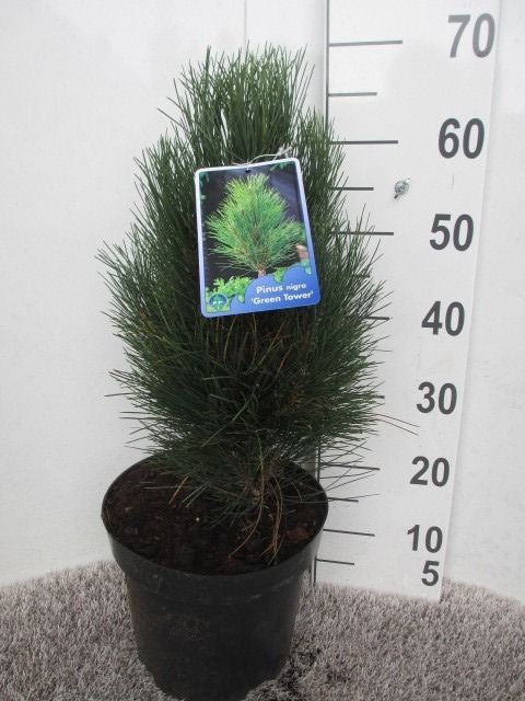 Pinus nigra Green Tower 40-50 P26, D 26