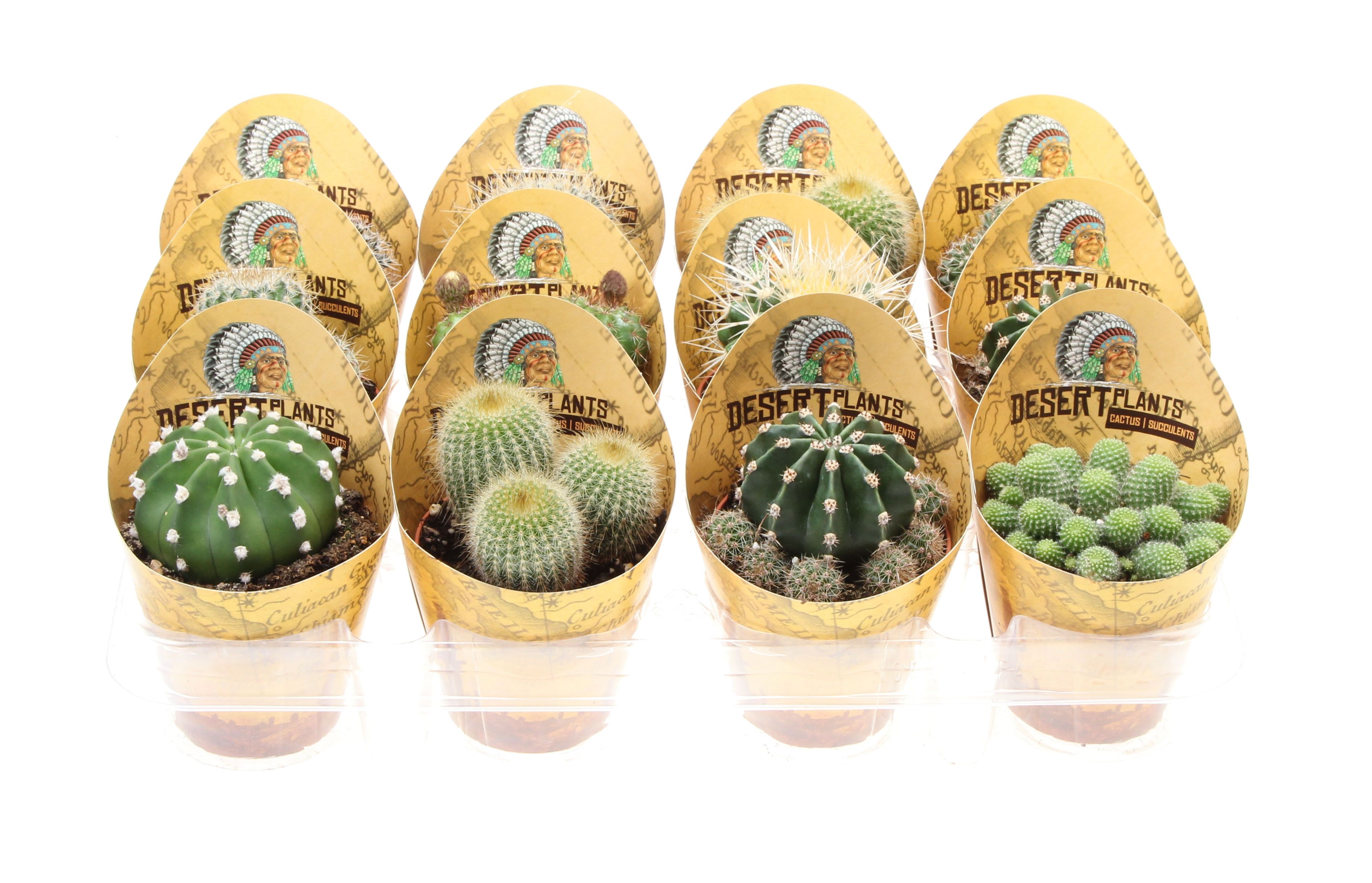 Potcover desert plants bol mix, D 8,5