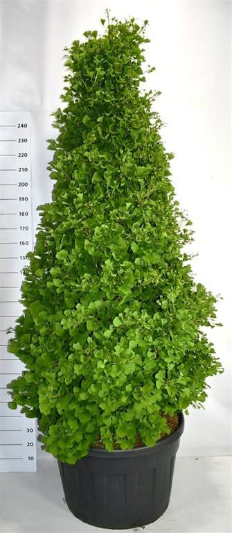 Ginkgo bil. Fastigiata Blagon, D 92