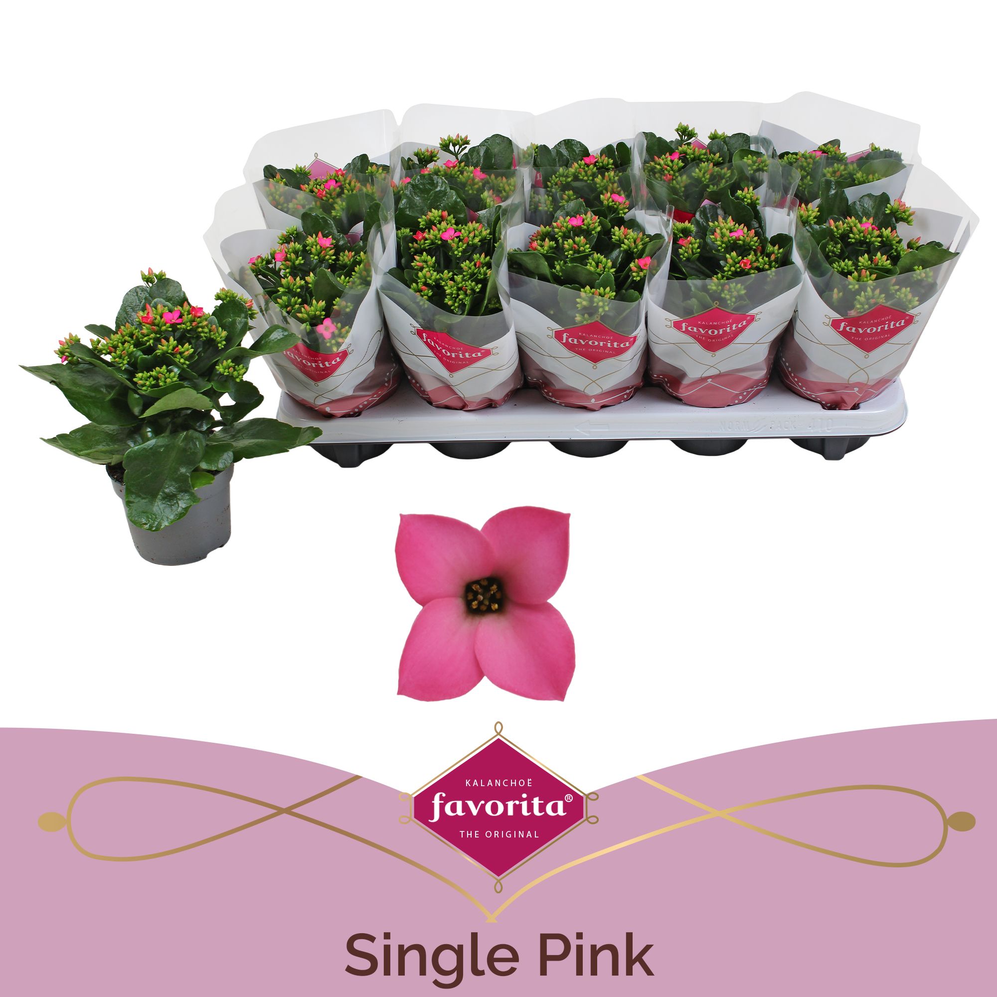 Kalanchoe favorita pink stadium 1, D 10,5