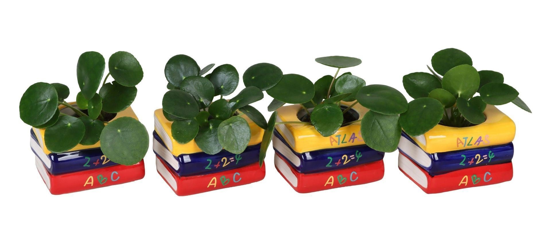 L 66585 with Pilea Peperomioides Mix 6 cm, D 6