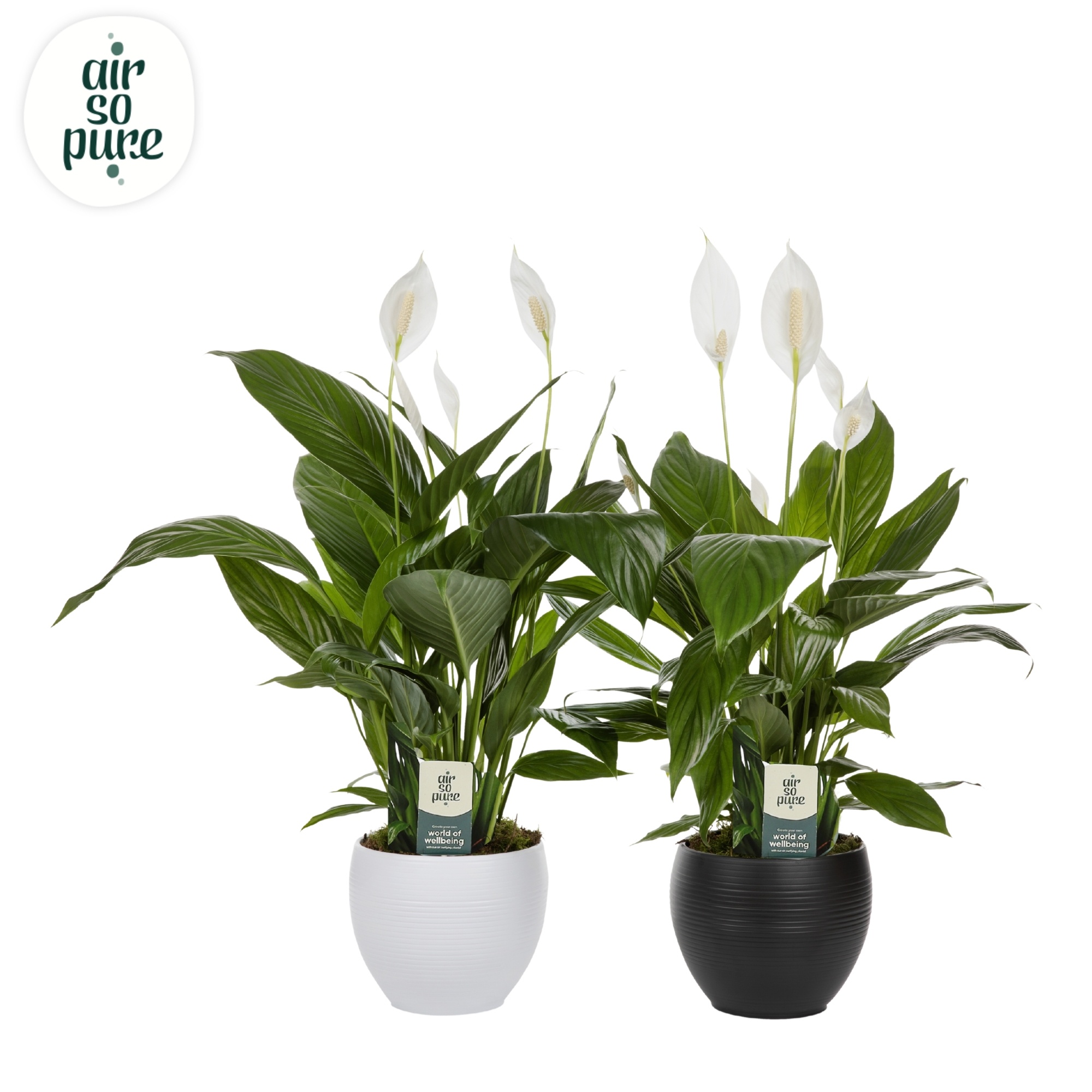 KP-101.3 - Spath Bingo 17cm in witte+zwarte bolpot + mos (1234), D 17