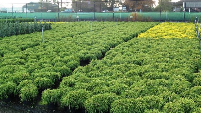 Chamaecyparis p. 'Filifera Nana', D 19