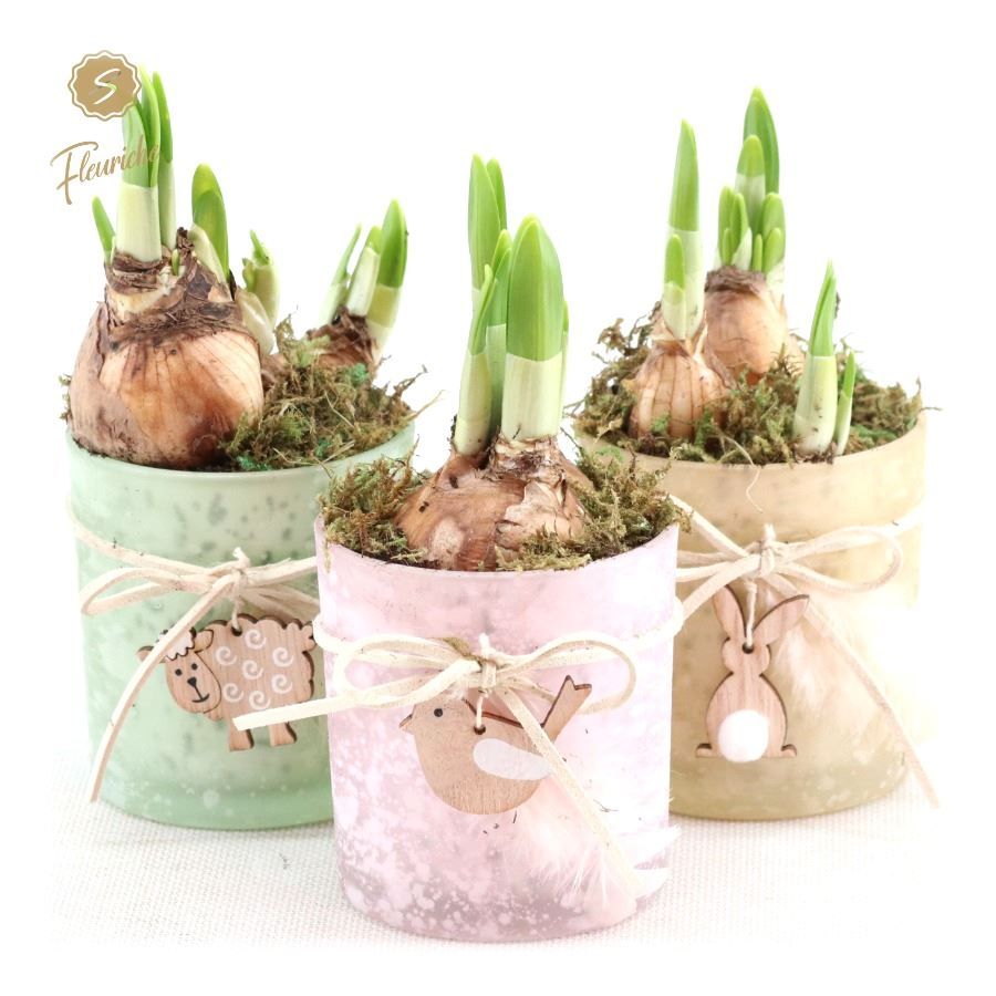 (1406) Narcissus Spring Glass [M] Mos, D 10