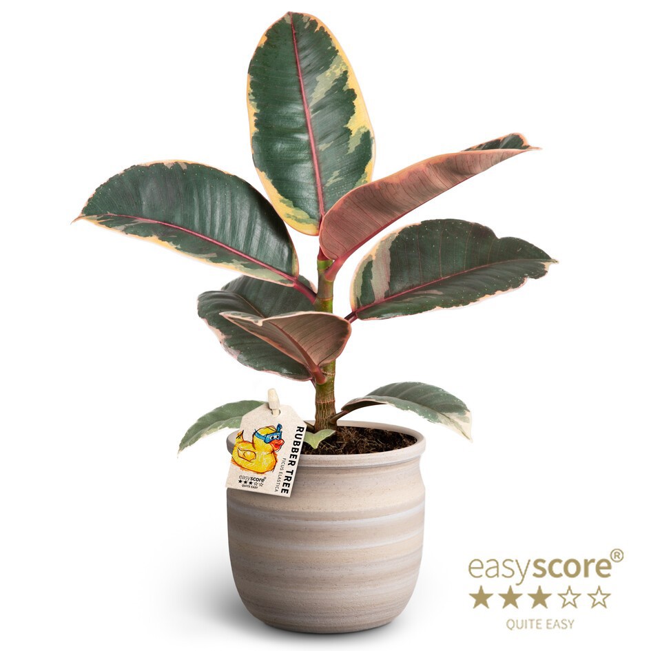 Maceta Sand, Ficus elastica ´Belize´, D 10