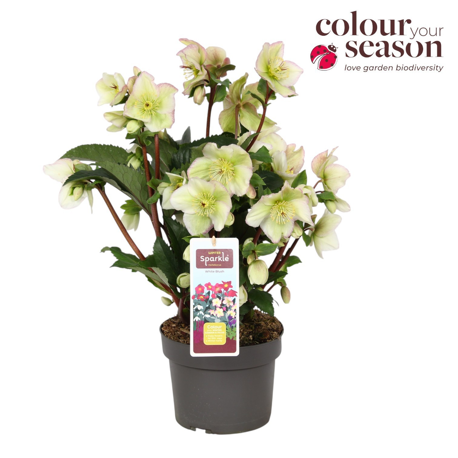 Helleborus Winter Sparkle White Blush P19, D 19