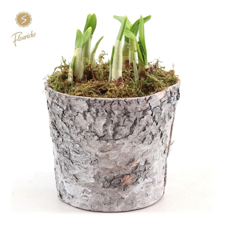 (3406) Narcissus Bark Pot [L] 3PP Mos, D 15