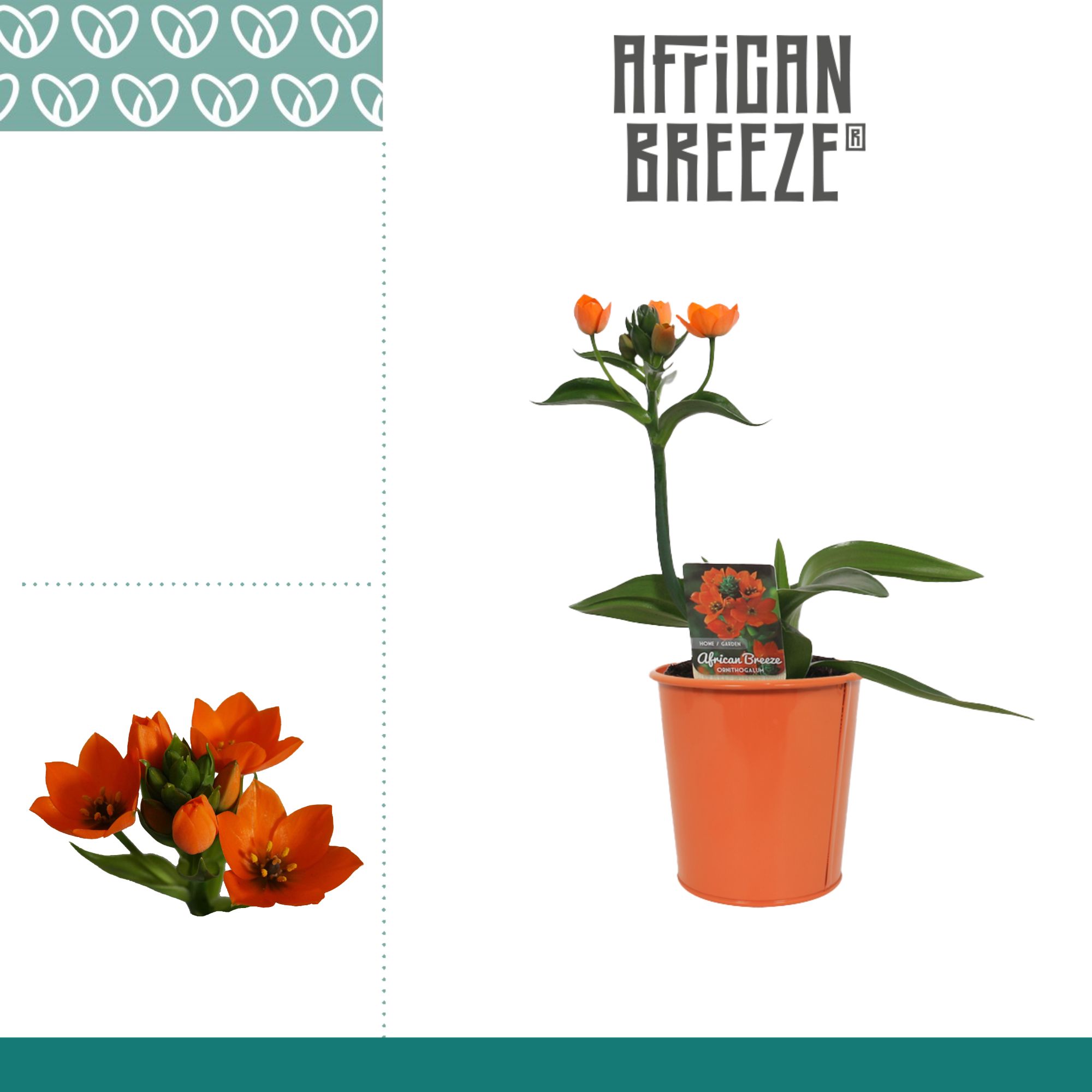 Ornithogalum Dubium Oranje 1pp in Ompot Zara, D 10,5