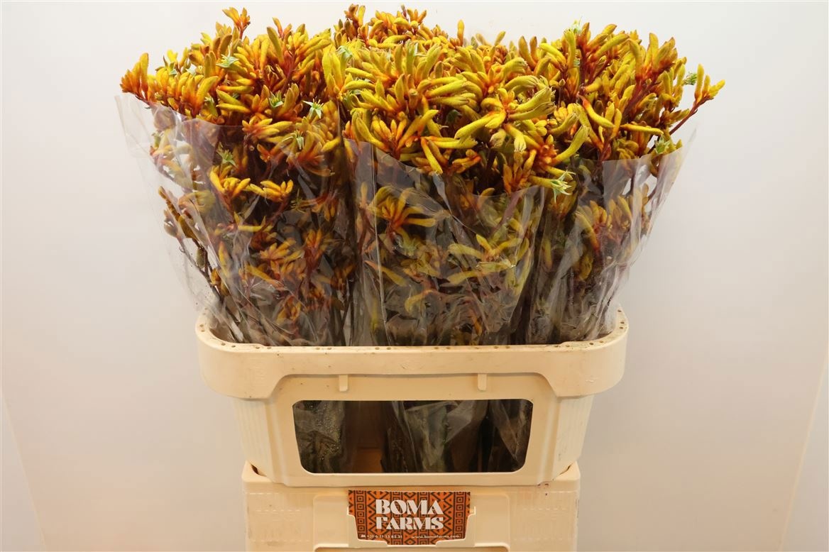 Анигозантус Голд Фивер 80 (оранж.), шт.