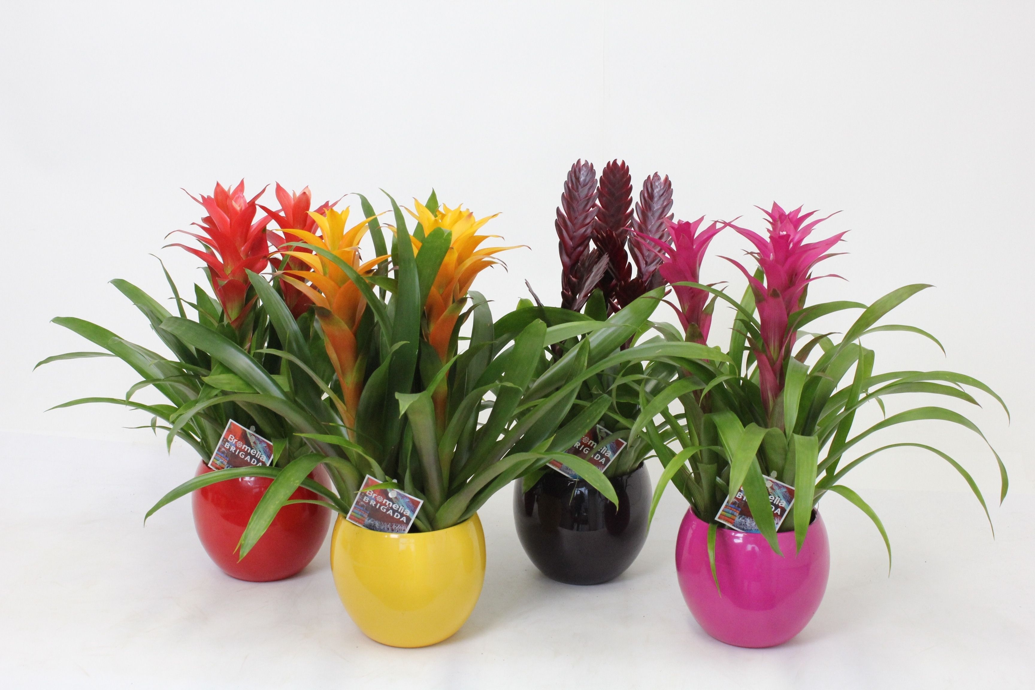 Bromelia in Bolpot Lisa 16 3pp, D 16