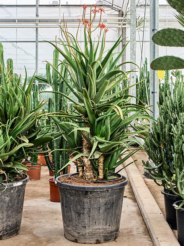 Aloe red safari (180-210), D 70