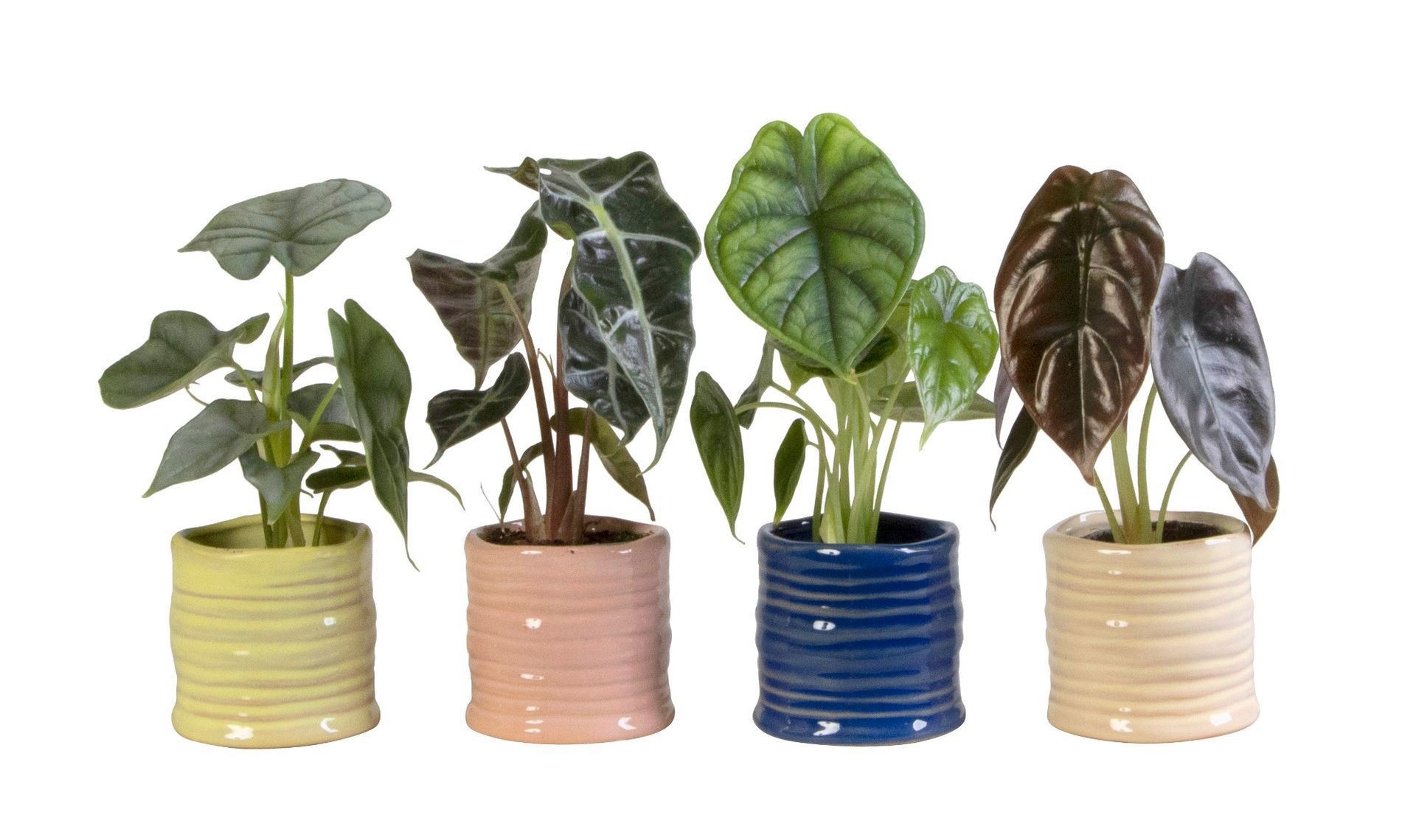 L 65998 with Alocasia Mix 6 cm, D 6