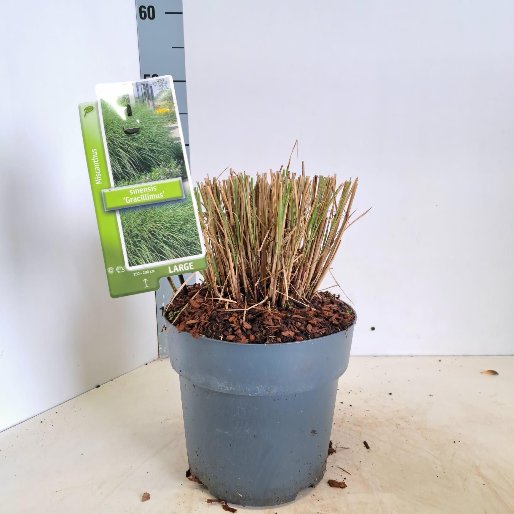 Miscanthus sin. 'Gracillimus', D 19