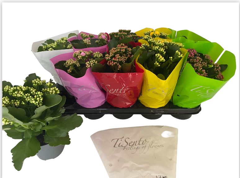 Calandiva 12 cm - CPP (Recycled Materials) Sleeve, D 12