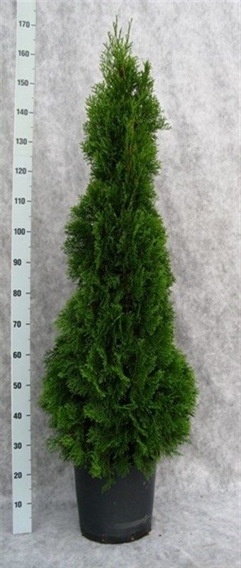 Thuja occidentalis 'Smaragd', D 31