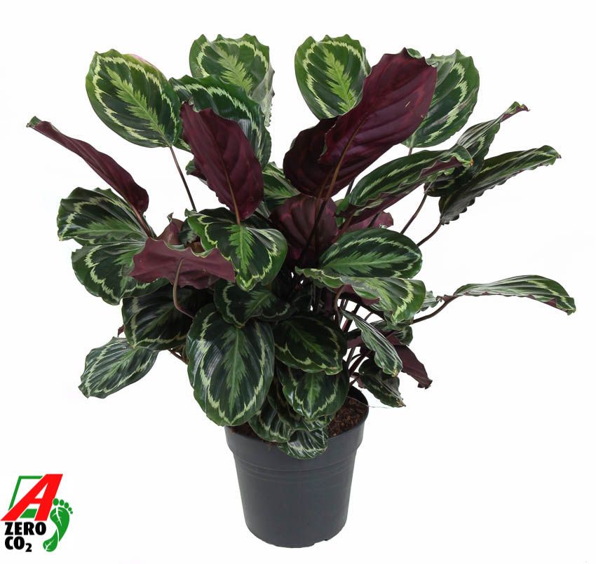 Calathea Medaillon, D 27