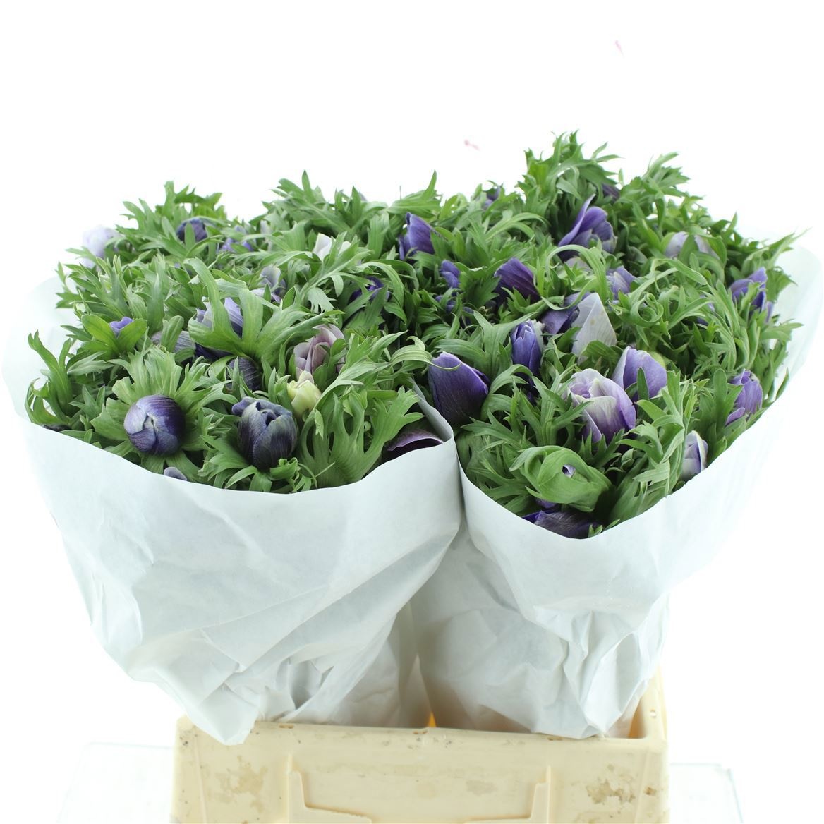 Анемон Мистраль + Аззур 45 (лаванд.), шт.