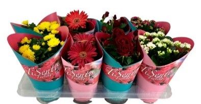 Bloeimix 12cm | Giftcover Roze/Blauw, D 12