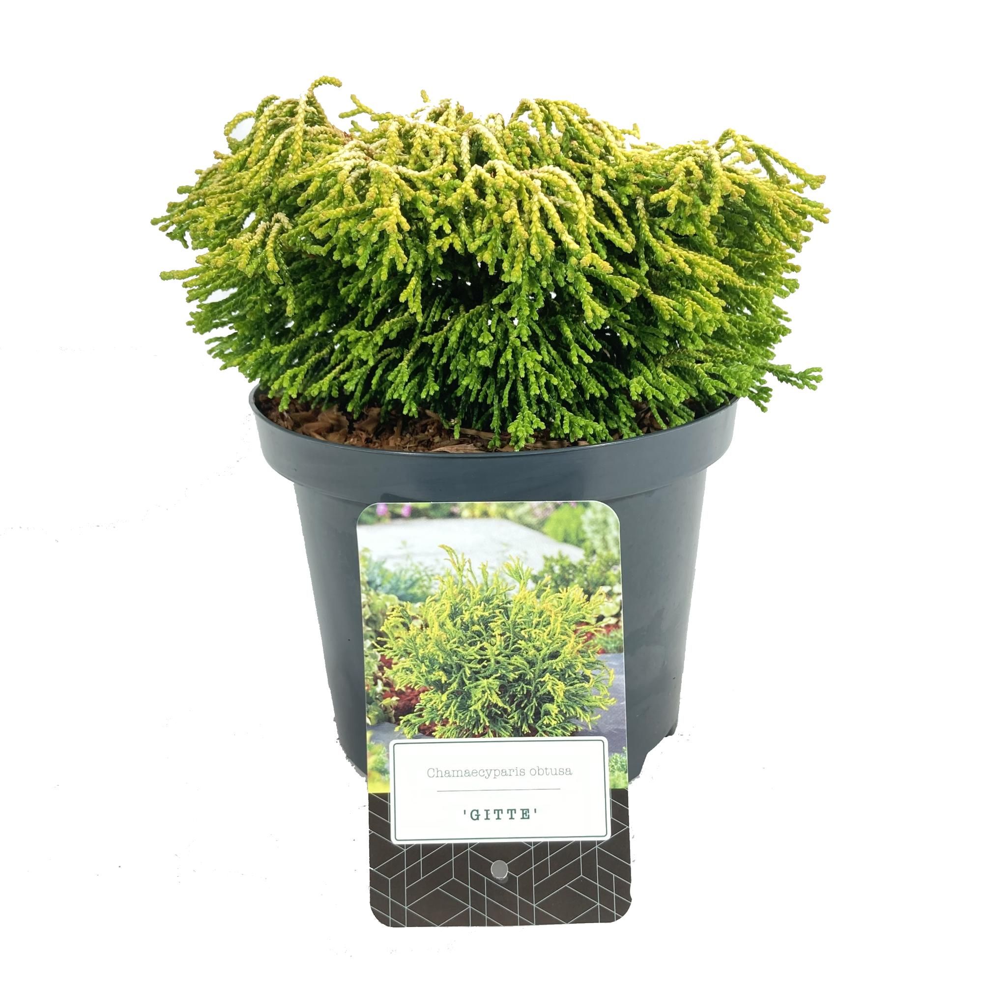 Chamaecyparis obtusa 'Gitte', D 18