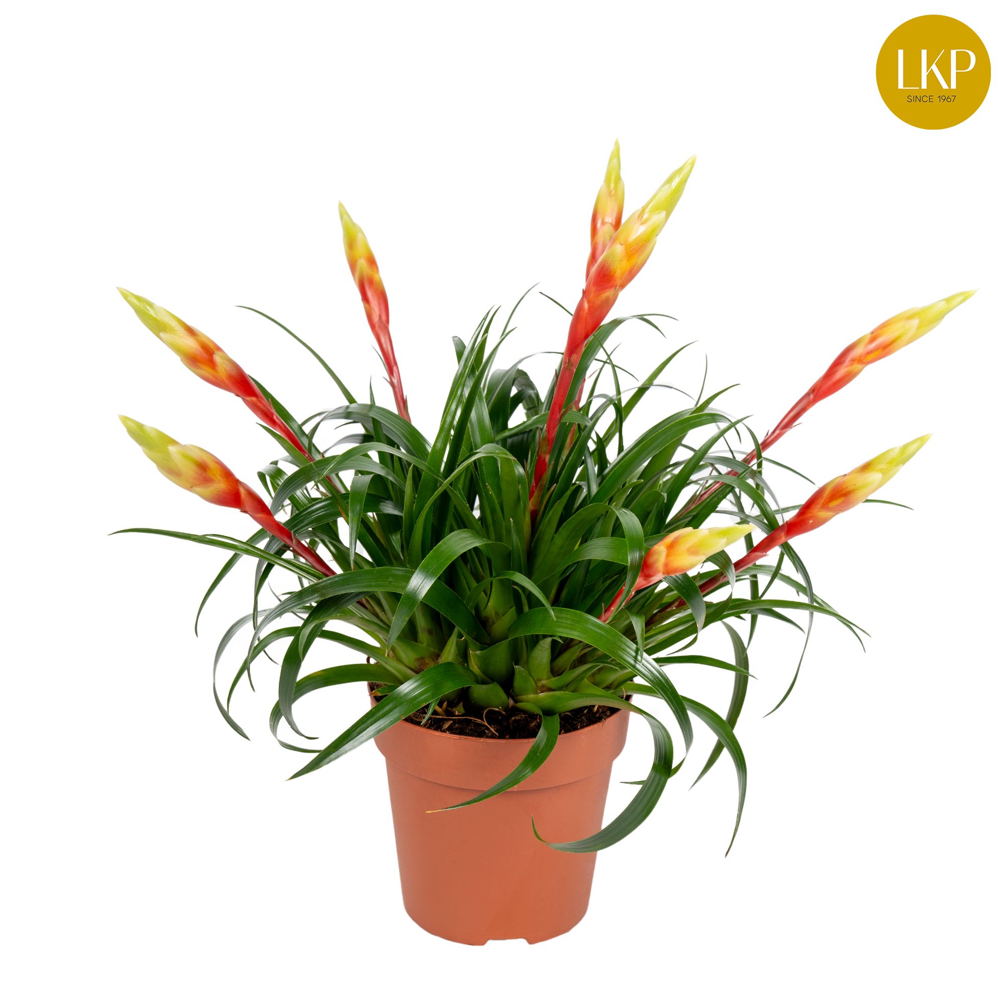 Vriesea Multiflower Shannon Geel (Zonder Hoes), D 12