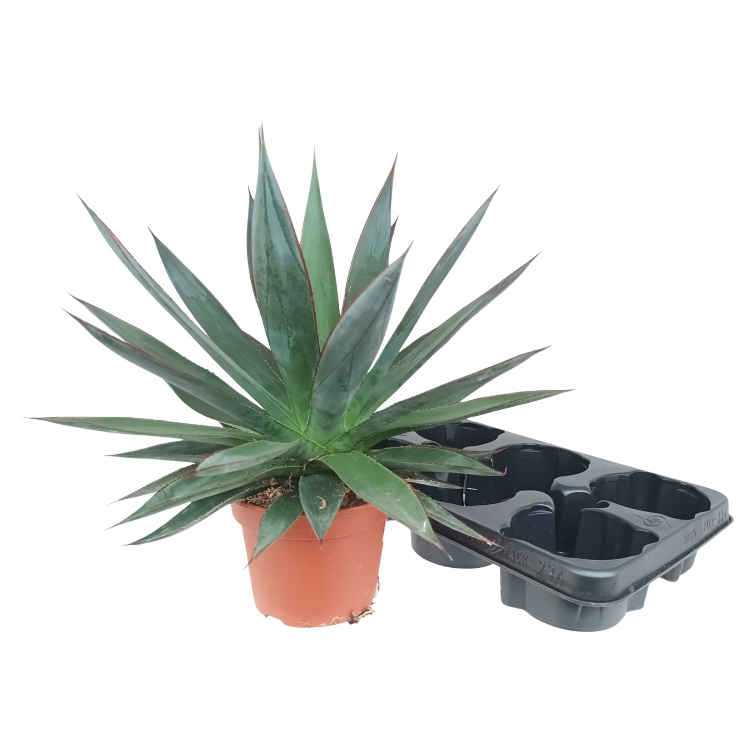 Agave Shaka Zulu XL, D 15