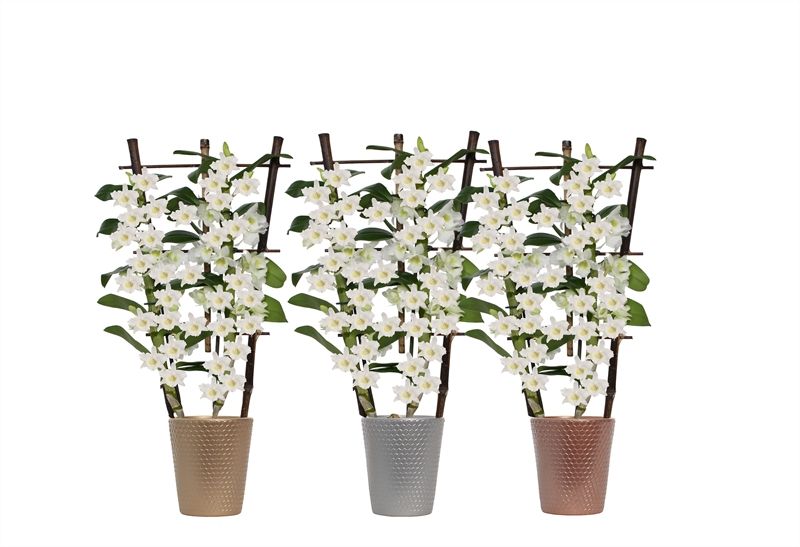 Zoe dots luxury mix Dendr Nobile Apollon 2T op rek, D 12