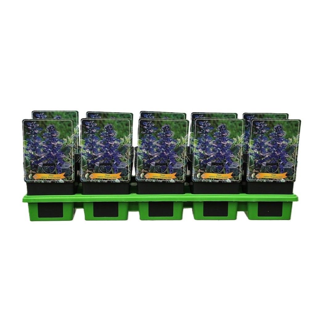 Ajuga reptans 'Burgundy Glow' P11, D 11