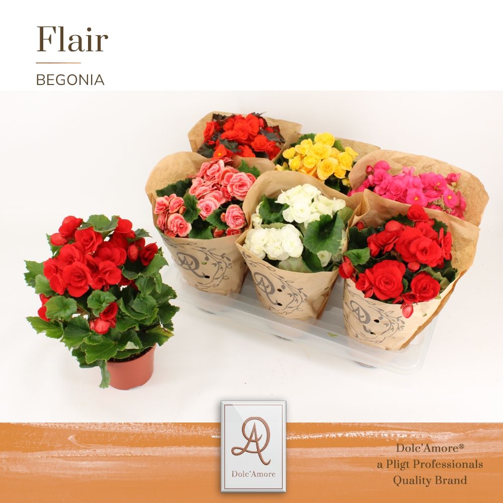 Begonia Mix P14 Dolc'Amore® Kraft, D 14