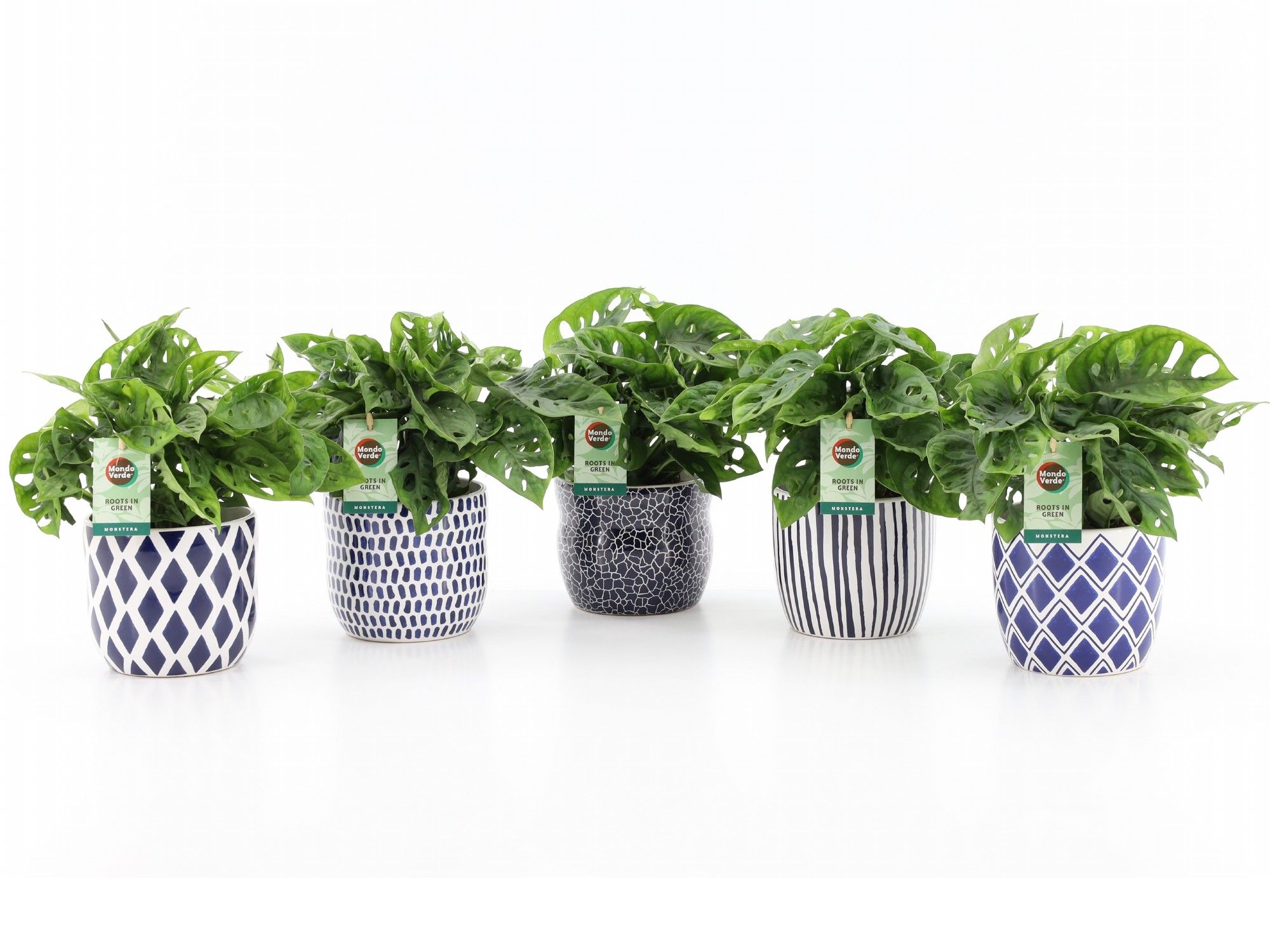 Monstera Adansonii in Delft Blue, D 13