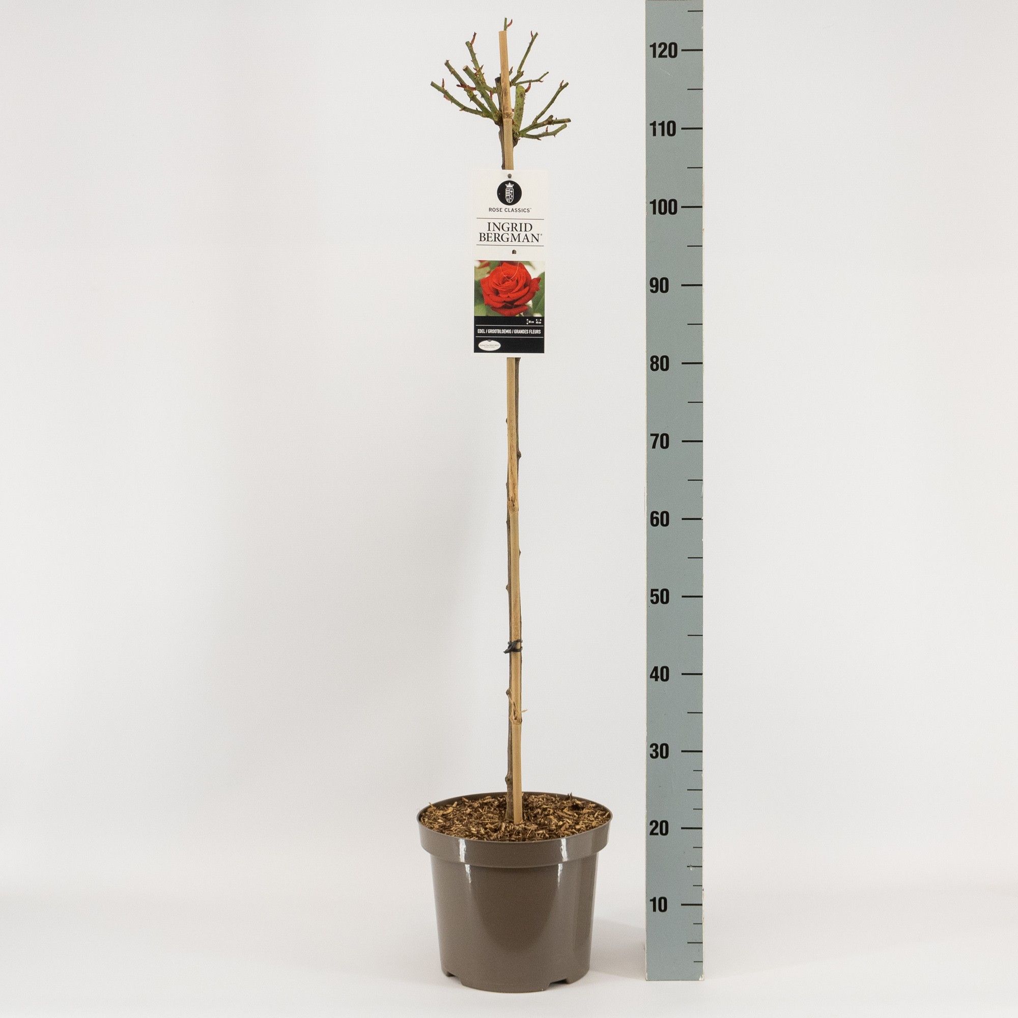 Rosa (TH) Ingrid Bergman ®, stam 90, C7.5, D 26