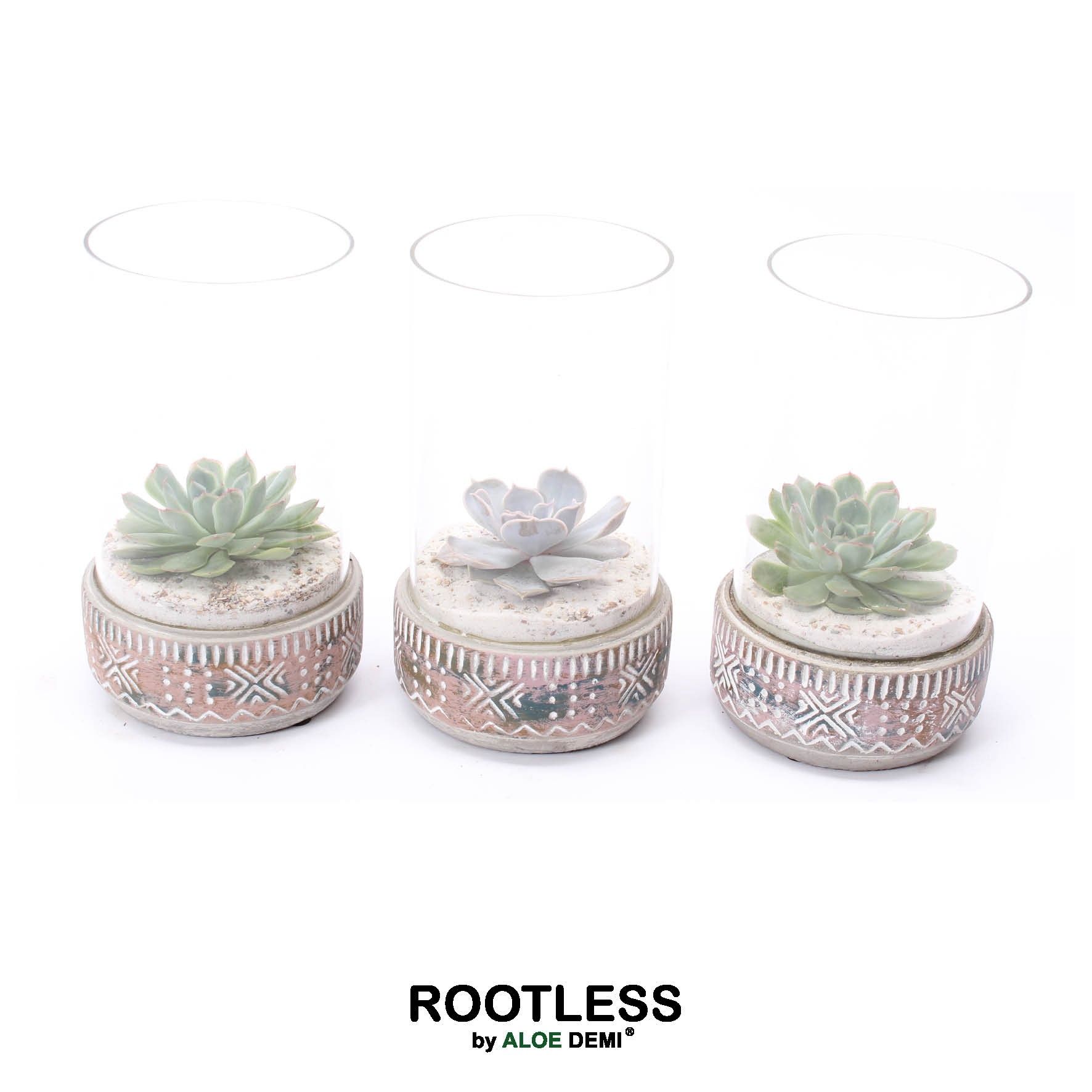 ROOTLESS Echeveria mix, Deer pot and glass sand, D 12
