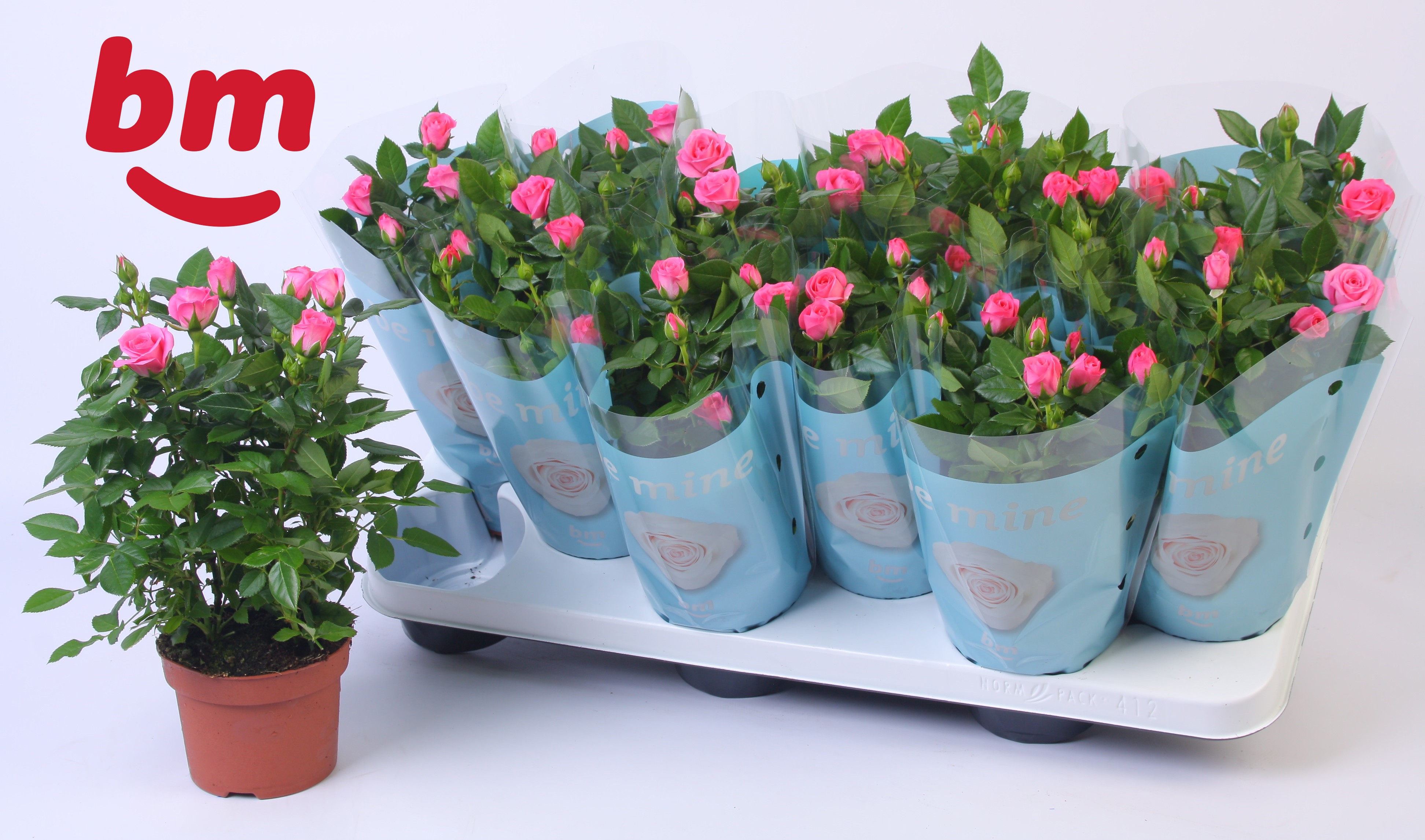 Rosa Sparkling Jewel Beau Monde Dark Pink(10,5 cm), D 10,5