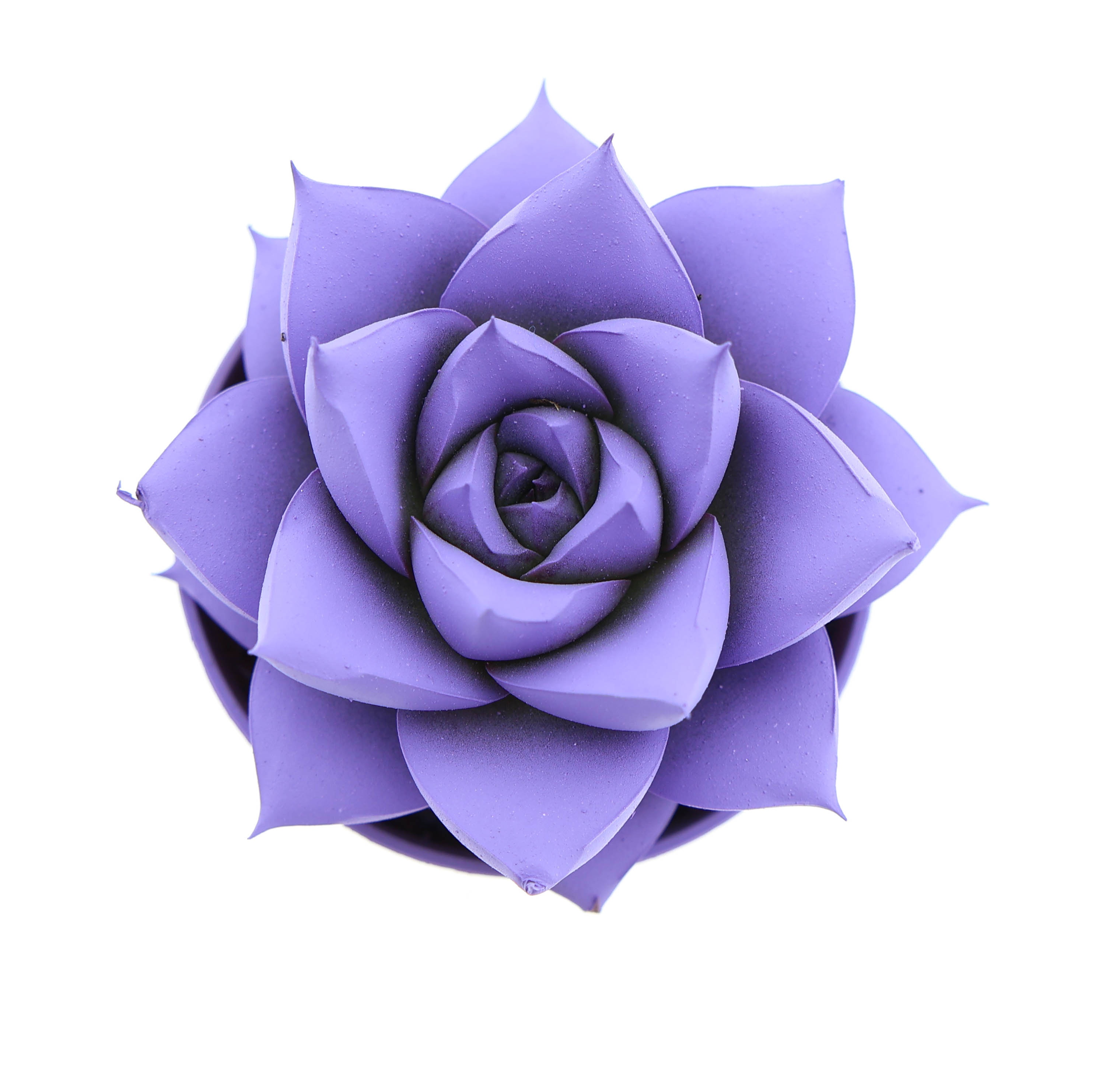 Rainbow purper dark milka, D 5,5